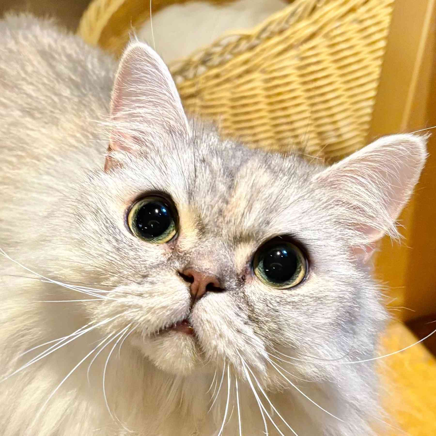 くらげ